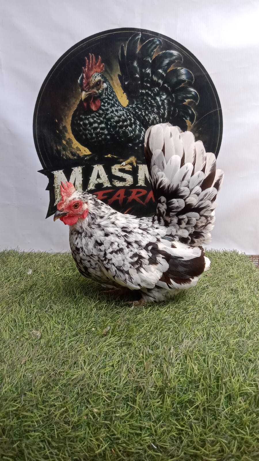 Ayam Kate Betina Black Motled