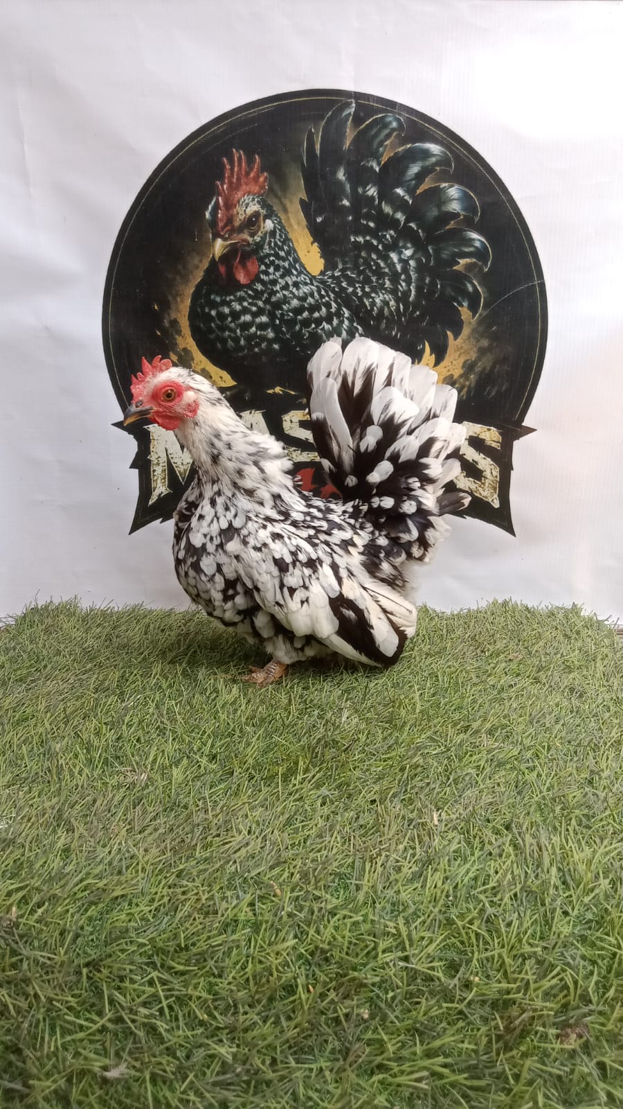 Ayam Kate Betina Black Motled