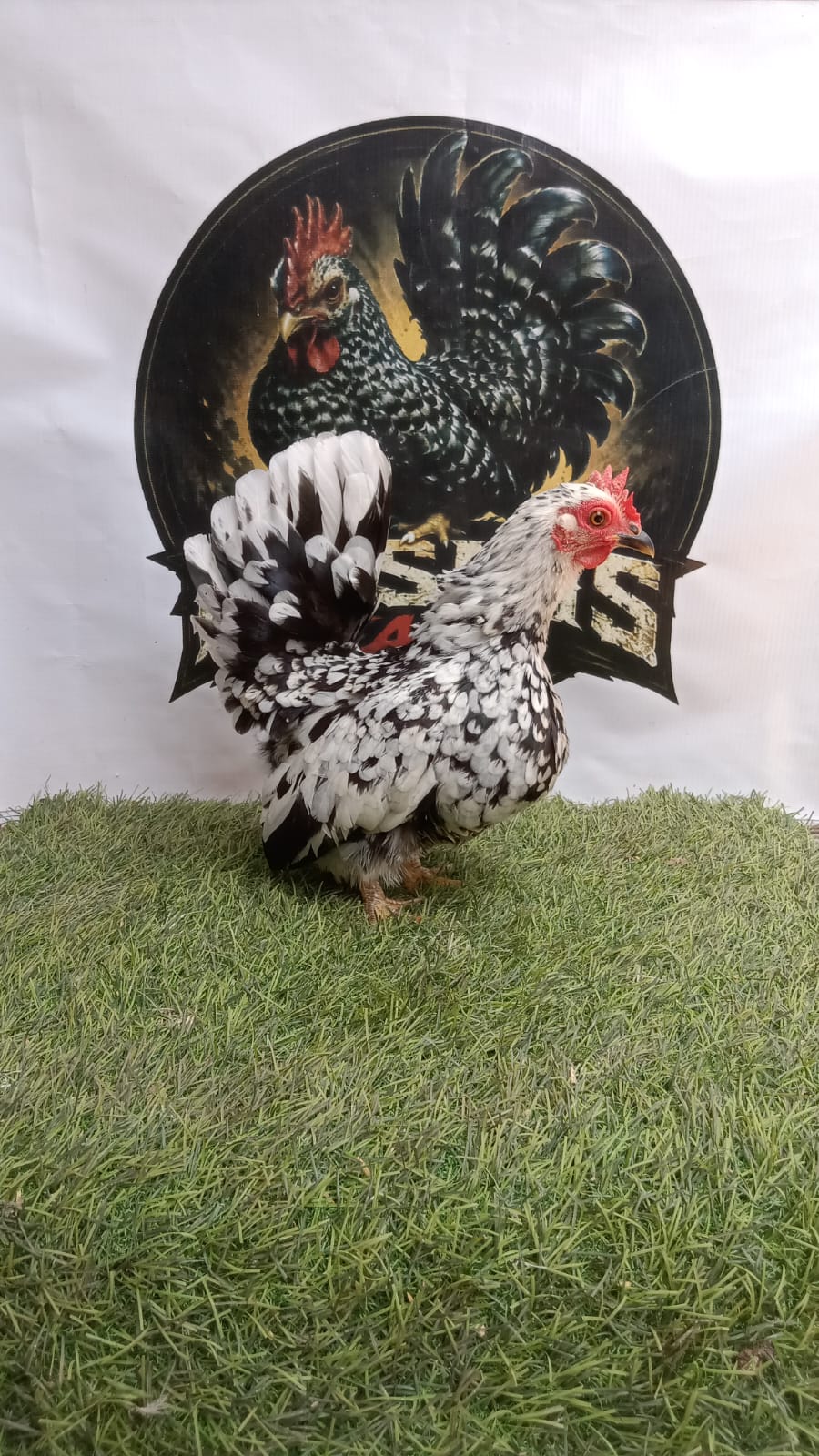 Ayam Kate Betina Black Motled