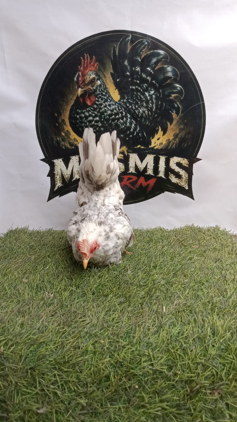 Ayam Kate Betina Splash