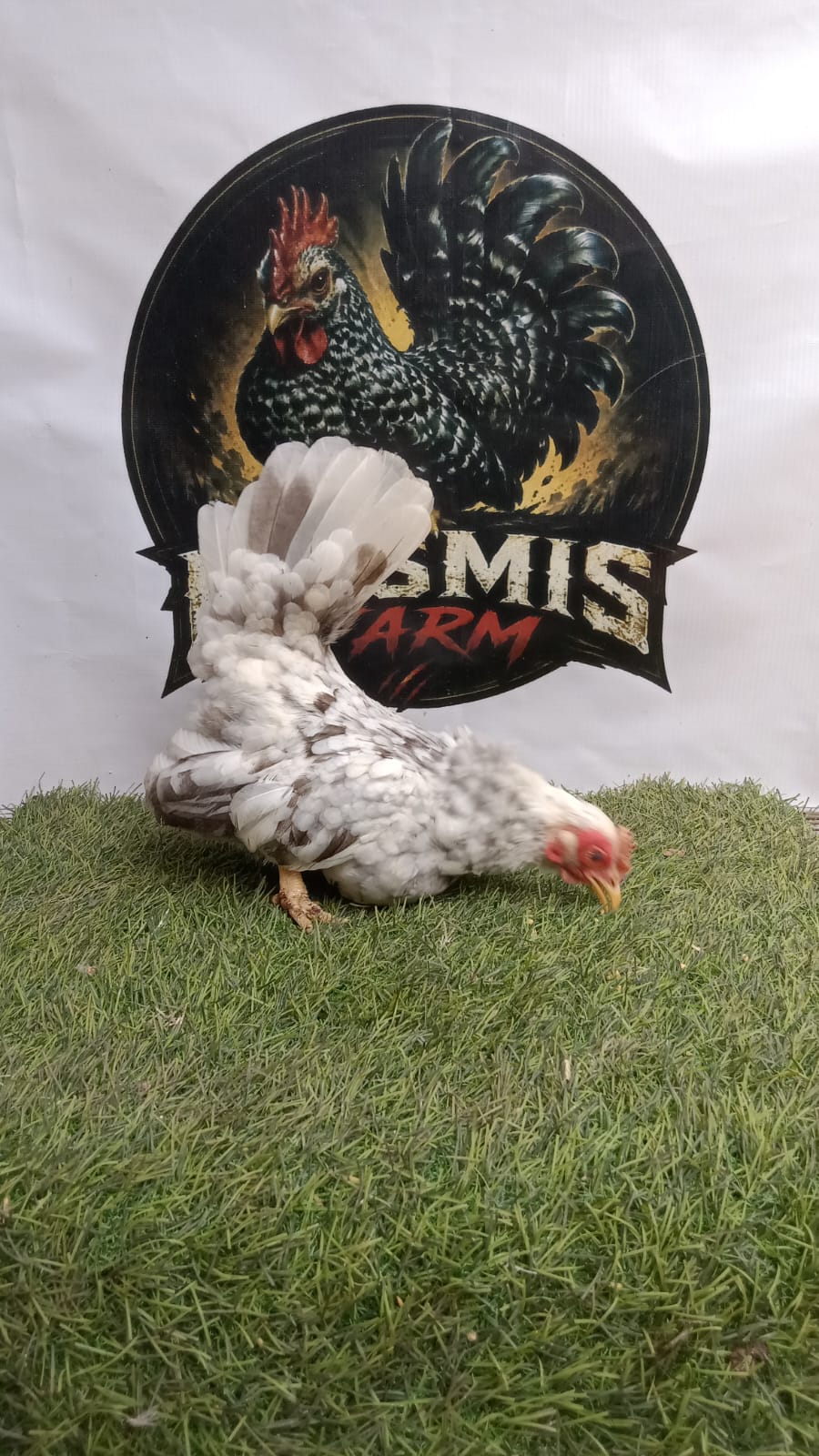 Ayam Kate Betina Splash