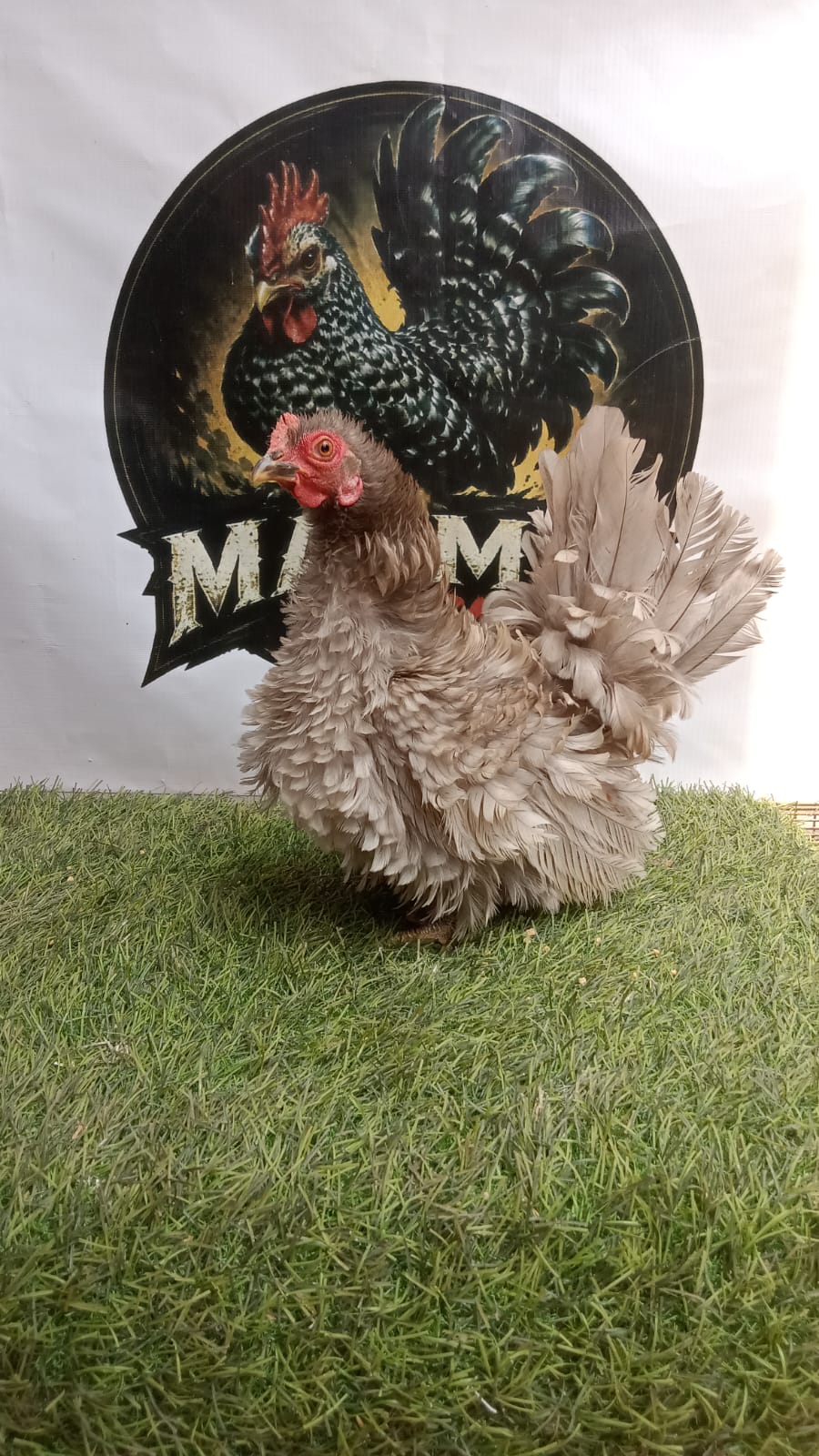 Ayam Kate Walik