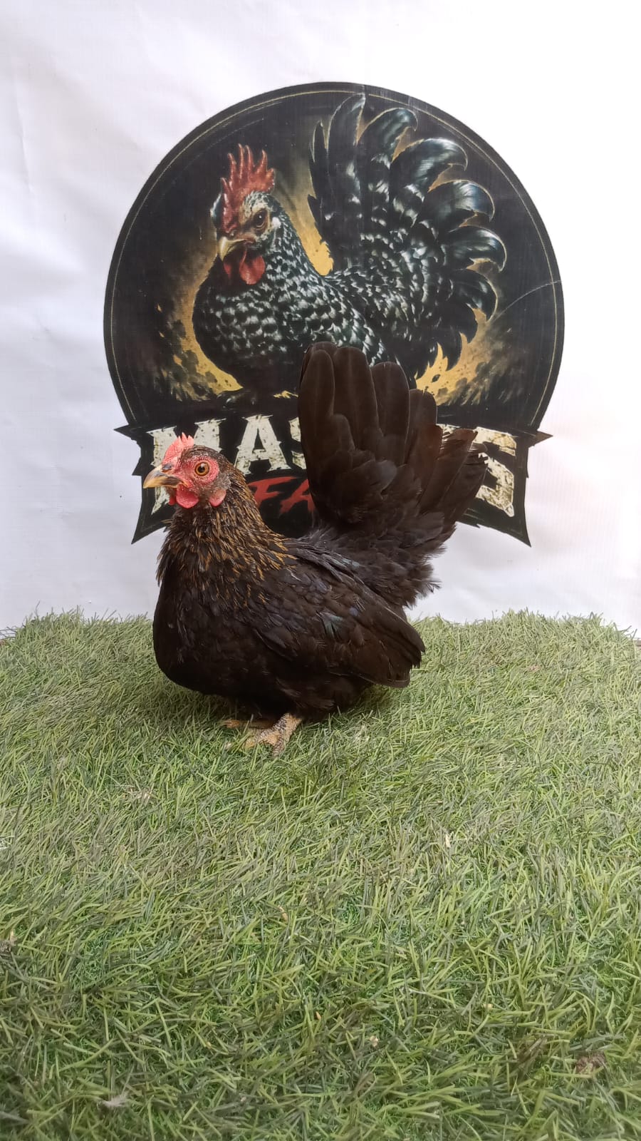 Ayam Kate Betina Wido