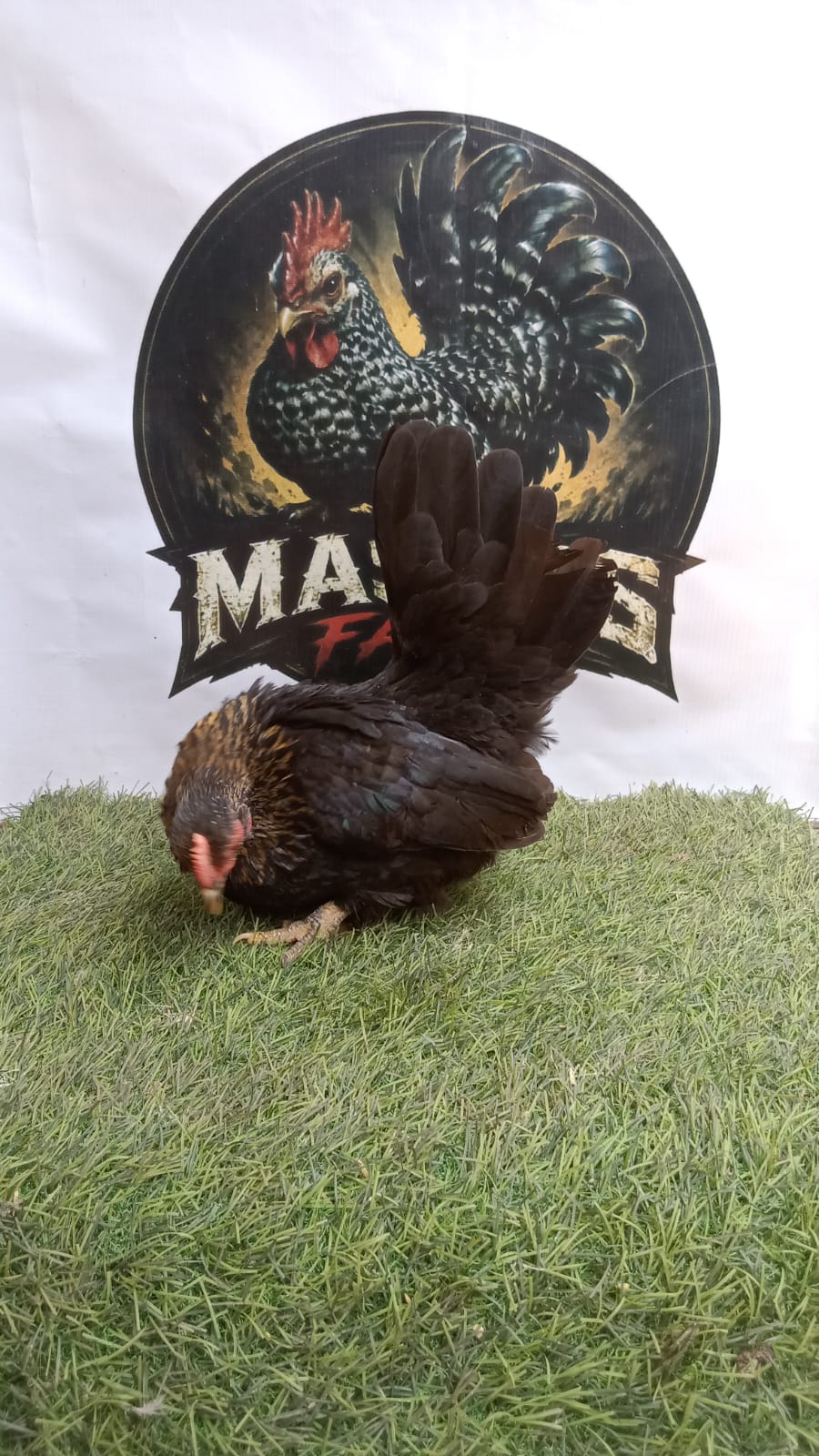 Ayam Kate Betina Wido