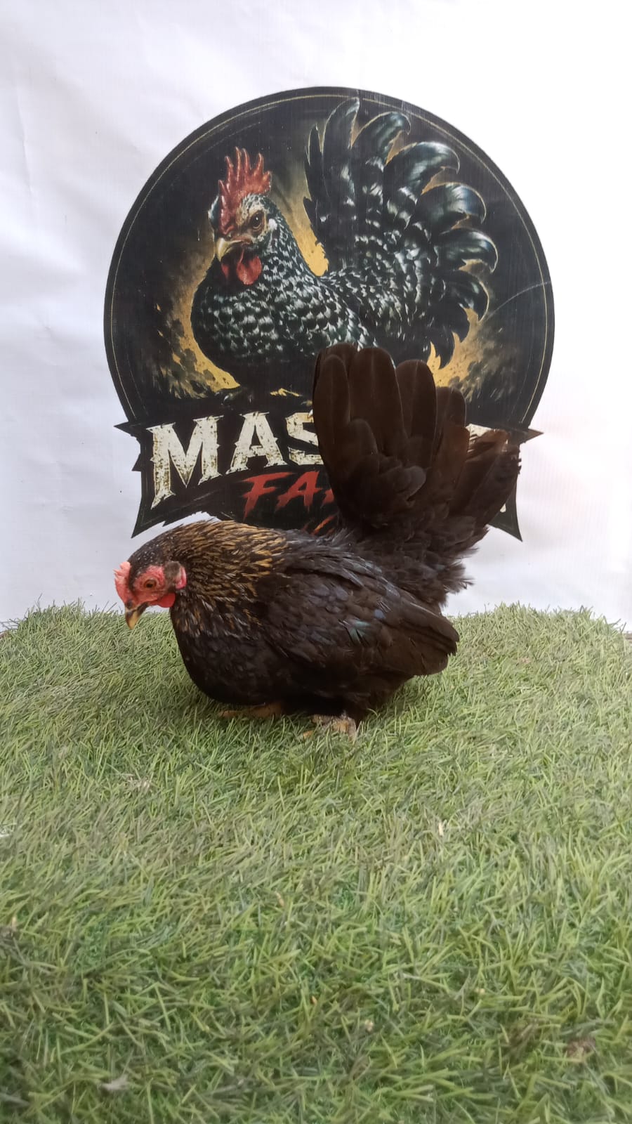 Ayam Kate Betina Wido