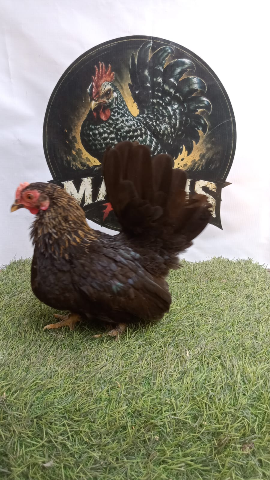 Ayam Kate Betina Wido