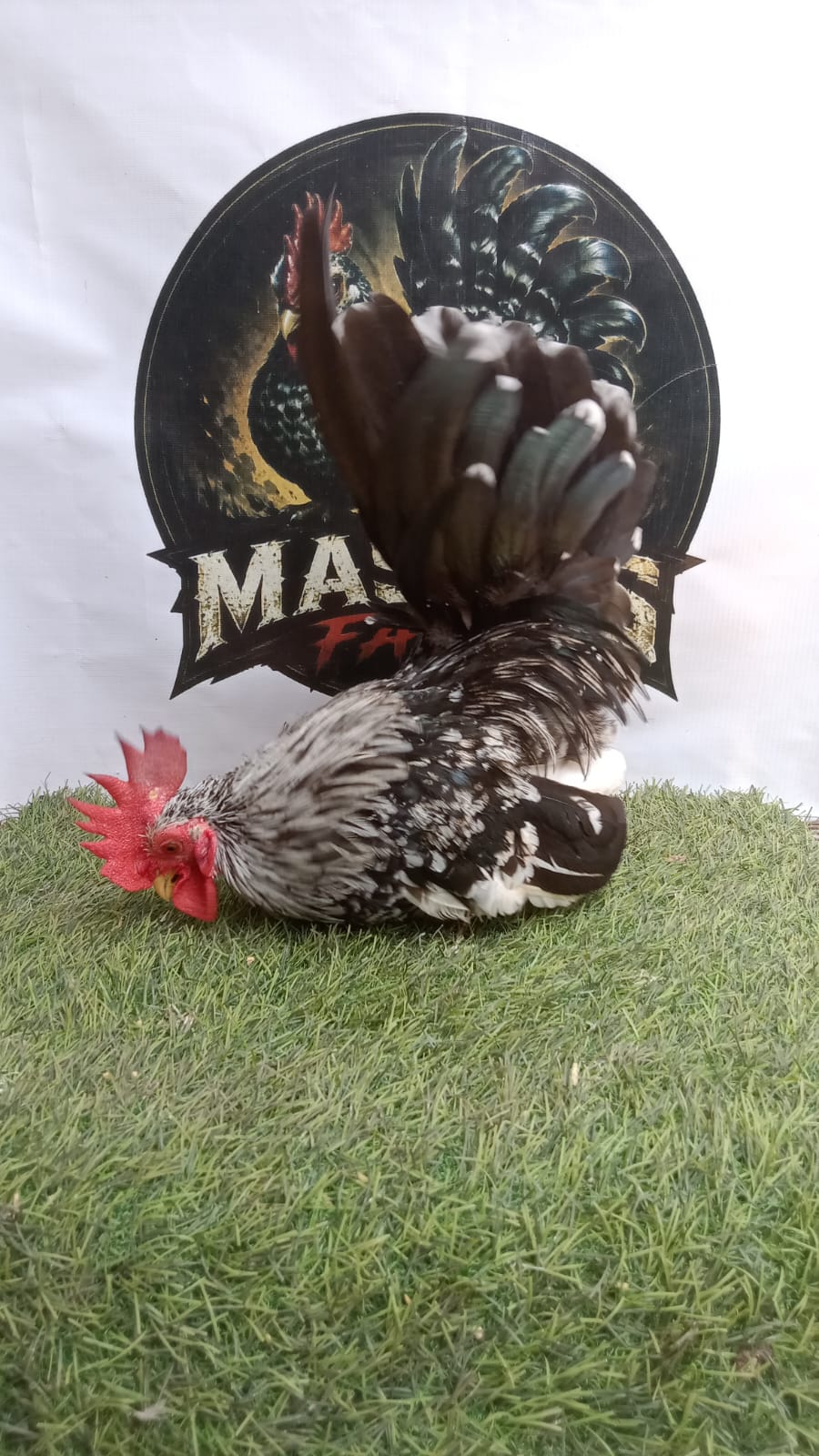 Ayam Kate Jantan Black Motled