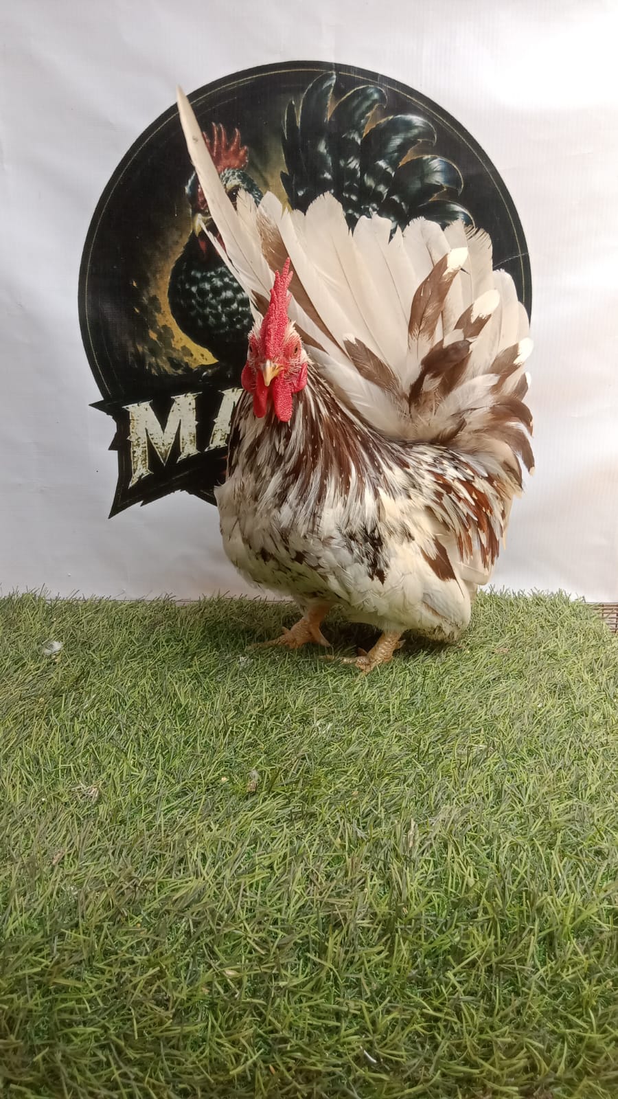 Ayam Kate Jantan Choco Motled