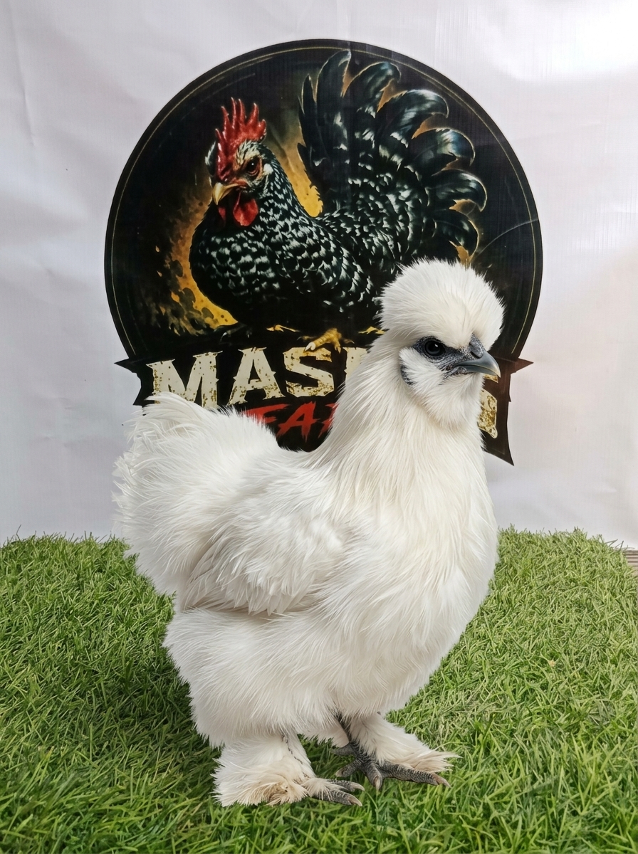 Ayam Silkie