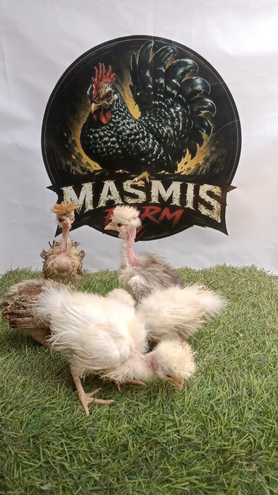 Anakan Ayam Poland